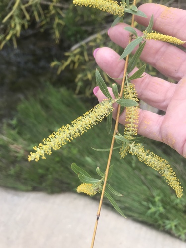 Salix nigra (black willow)