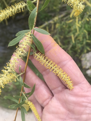Salix nigra (black willow)