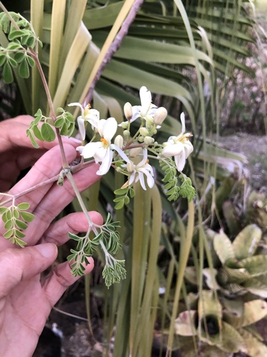 Moringa oleifera (Moringa)