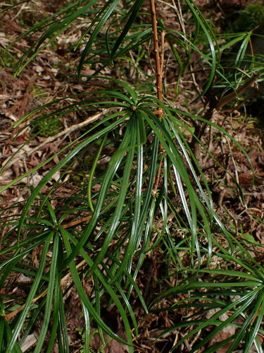 Sciadopitys verticillata (Japanese umbrella pine) (alternate view 6)