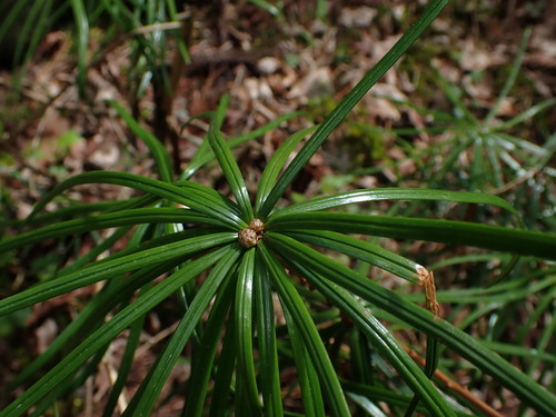 Sciadopitys verticillata (Japanese umbrella pine) (alternate view 5)