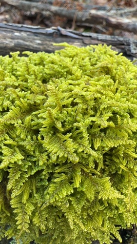 Callicladium imponens (brocade moss)