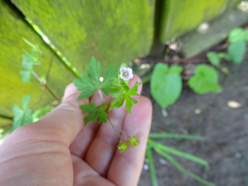Geranium homeanum (Australasian Crane's-bill) (alternate view 4)