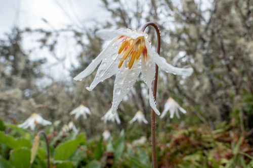 Erythronium oregonum (Oregon fawn lily) (alternate view 5)