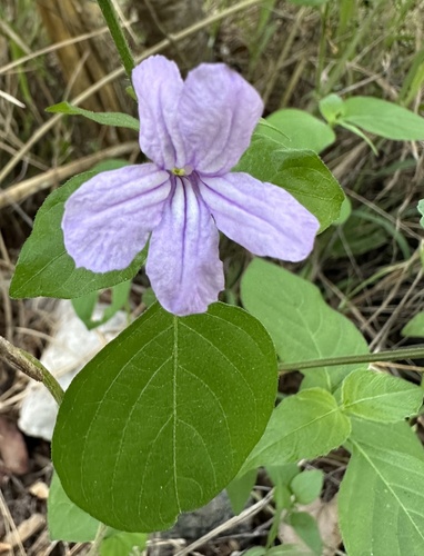 Ruellia (Ruellias)