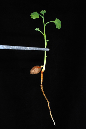 Ginkgo biloba (ginkgo, maidenhair tree) (alternate view 10)