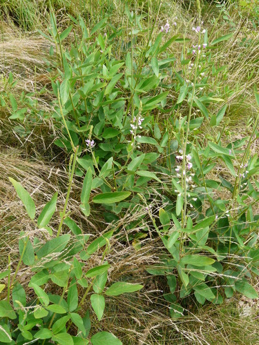 Desmodium (ticktrefoils) (alternate view 5)