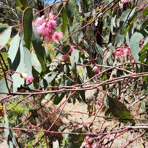 Eucalyptus sideroxylon (Red Ironbark) (alternate view 9)