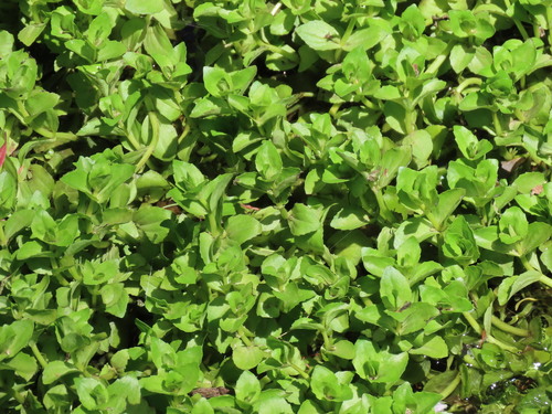Gratiola peruviana (Austral Brooklime) (alternate view 5)
