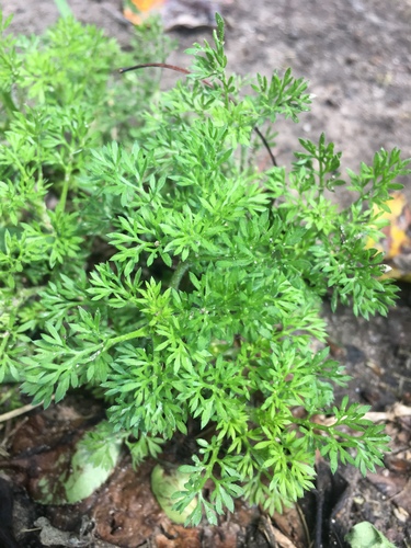 Soliva sessilis (common soliva) (alternate view 6)
