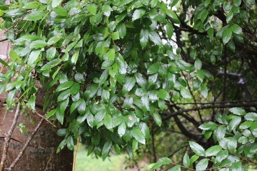 Aphananthe philippinensis (Axe handle Wood) (alternate view 3)