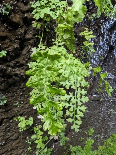 Pteridium aquilinum (bracken fern)