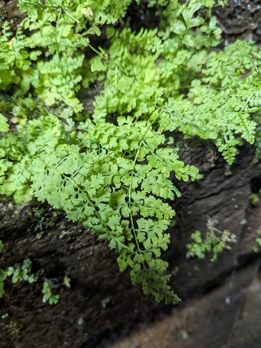Pteridium aquilinum (bracken fern) (alternate view 2)