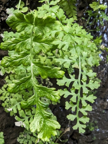 Pteridium aquilinum (bracken fern) (alternate view 3)