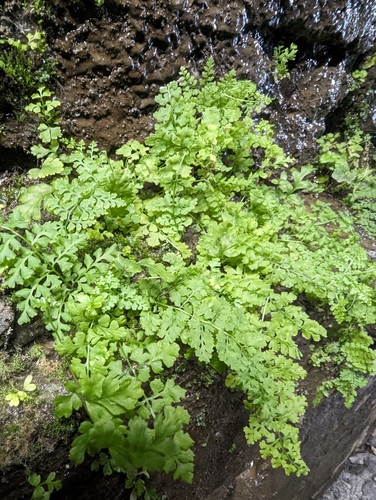 Pteridium aquilinum (bracken fern) (alternate view 4)