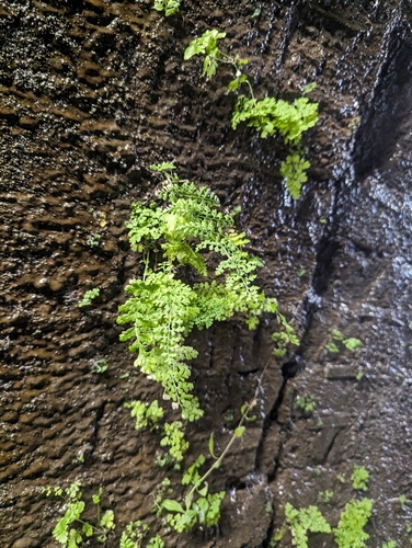 Pteridium aquilinum (bracken fern) (alternate view 5)