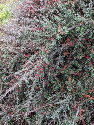 Cotoneaster hodjingensis (Hjelmqvist Cotoneaster)