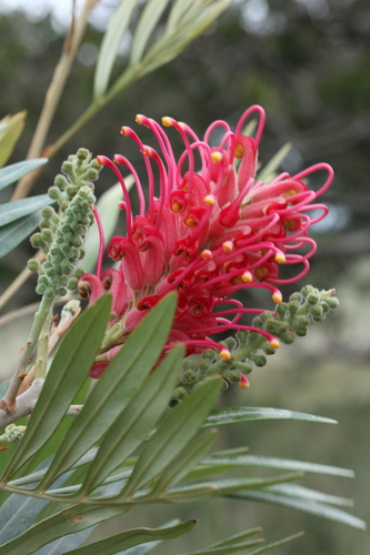Grevillea banksii (Scarlet Grevillea) (alternate view 4)