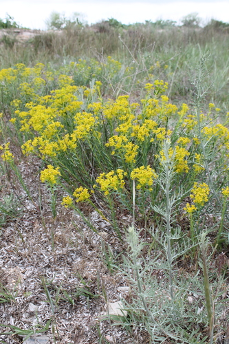 Euphorbia seguieriana (alternate view 8)