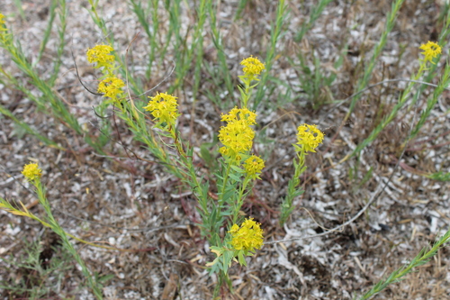 Euphorbia seguieriana (alternate view 9)