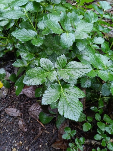 Smyrnium olusatrum (Alexanders)