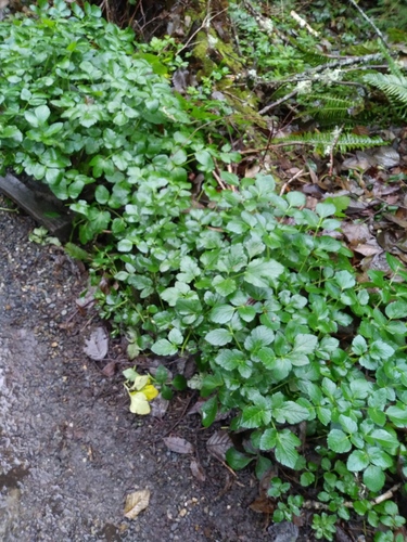 Smyrnium olusatrum (Alexanders)