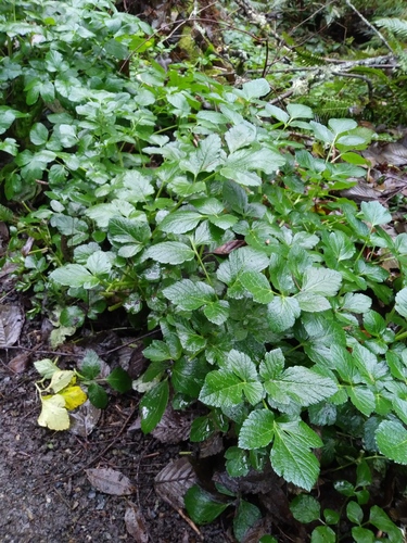 Smyrnium olusatrum (Alexanders)