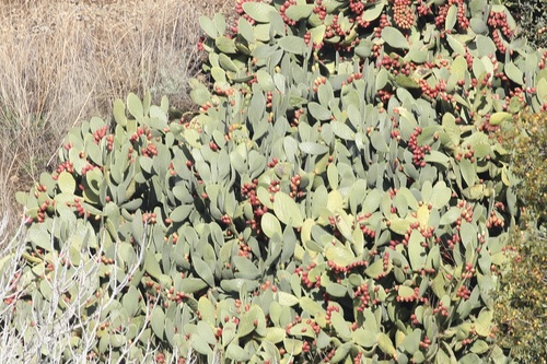 Opuntia ficus-indica (Prickly Pear Cactus)
