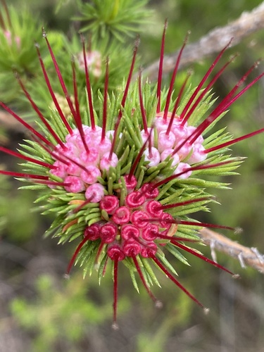 Darwinia fascicularis (clustered darwinia) (alternate view 6)