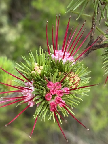 Darwinia fascicularis (clustered darwinia) (alternate view 7)