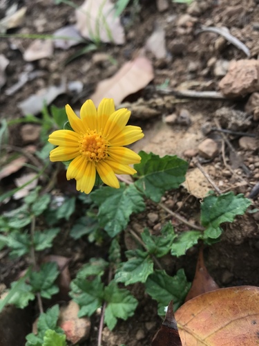 Sphagneticola (alternate view 5)
