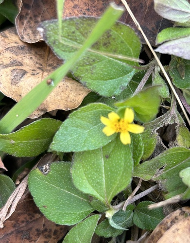 Calyptocarpus vialis (straggler daisy)