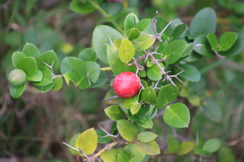 Carissa macrocarpa (Natal Plum)