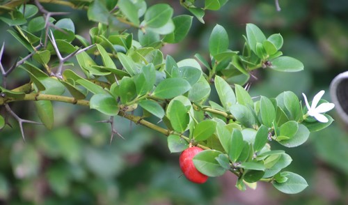 Carissa macrocarpa (Natal Plum) (alternate view 2)