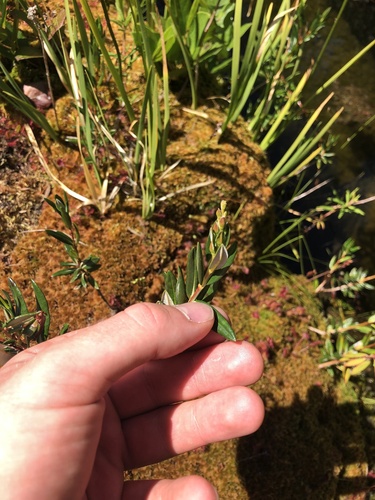 Kalmia microphylla (Western Bog Laurel)