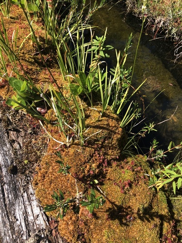 Kalmia microphylla (Western Bog Laurel) (alternate view 3)