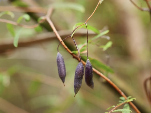 Billardiera fusiformis (Australian Bluebell) (alternate view 2)
