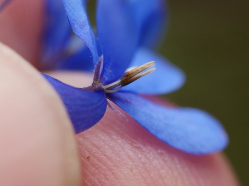 Billardiera fusiformis (Australian Bluebell) (alternate view 5)