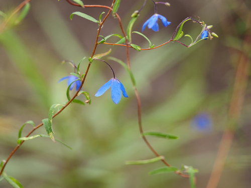 Billardiera fusiformis (Australian Bluebell)