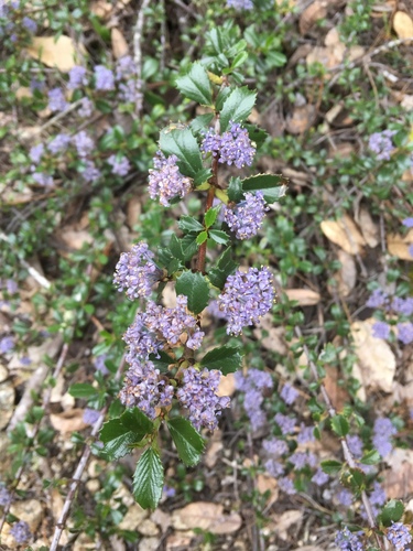 Ceanothus gloriosus var. porrectus (ceanothus-gloriosus-var-porrectus) (alternate view 2)
