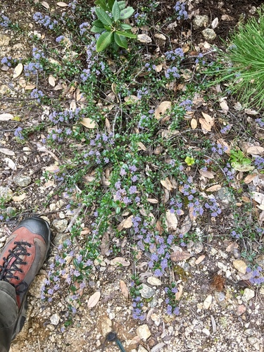 Ceanothus gloriosus var. porrectus (ceanothus-gloriosus-var-porrectus) (alternate view 4)