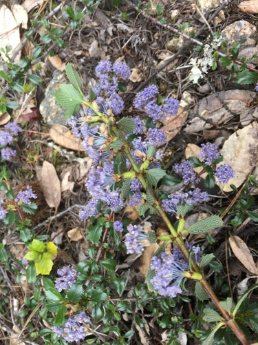 Ceanothus gloriosus var. porrectus (ceanothus-gloriosus-var-porrectus) (alternate view 3)