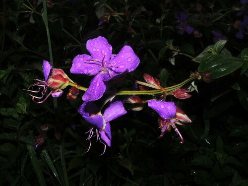 Pleroma (glory bushes and allies) (alternate view 3)
