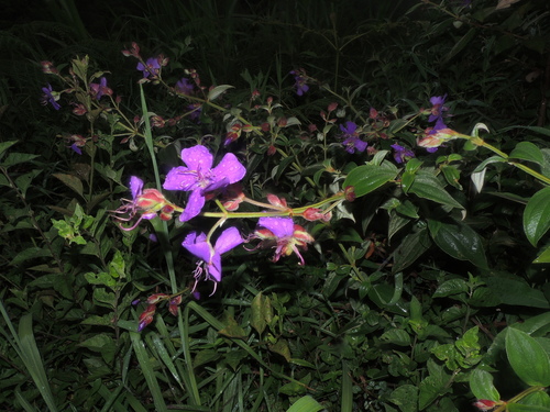 Pleroma (glory bushes and allies) (alternate view 4)