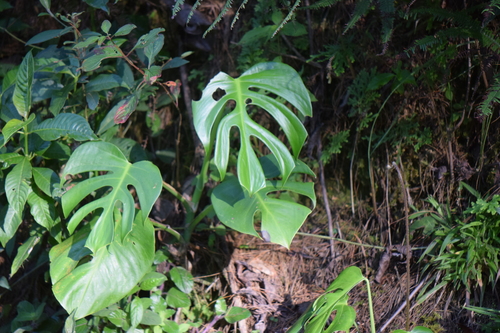 Monstera deliciosa (Swiss Cheese Plant) (alternate view 3)
