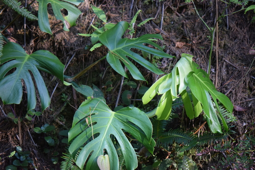 Monstera deliciosa (Swiss Cheese Plant) (alternate view 4)