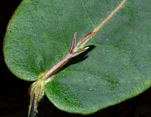 Eucalyptus globulus (Tasmanian Blue Gum) (alternate view 8)