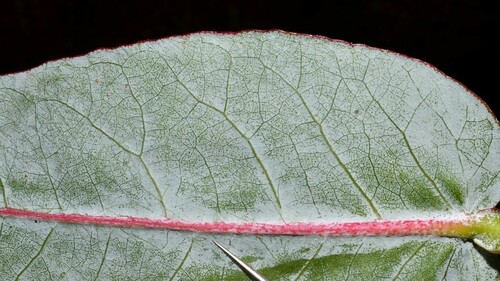 Eucalyptus globulus (Tasmanian Blue Gum) (alternate view 7)