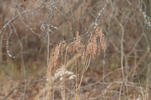 Scirpus cyperinus (Woolgrass)