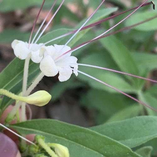 Clerodendrum (Glorybowers) (alternate view 7)